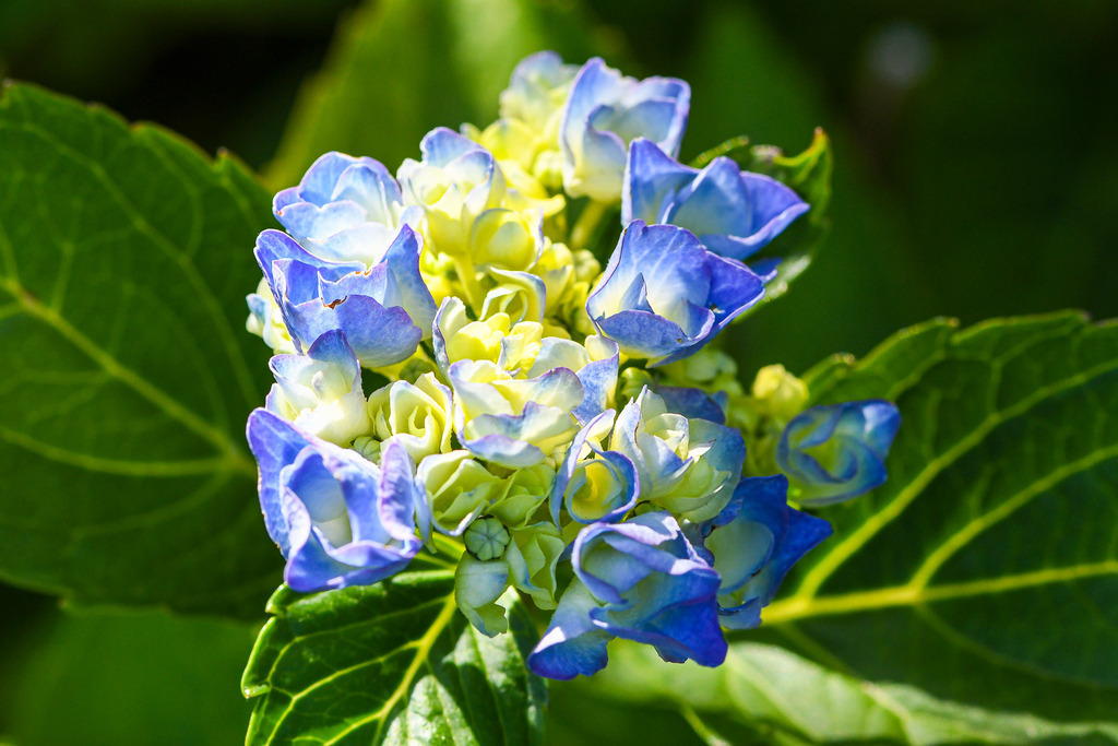 Zartes Erblühen der Sommerhortensie | Eine faszinierende Nahaufnahme fängt das stetige Aufblühen einer Bauernhortensie im sommerlichen Sonnenlicht ein. Die noch geschlossenen, hellgelb-grünen Knospen gehen harmonisch in bereits geöffnete Blütenblätter in intensiv strahlendem Blau über. Umrahmt von saftig grünen Blättern versprüht diese Makroaufnahme Frische, natürliche Eleganz und die unbeschwerte Leichtigkeit eines warmen Sommertages im Garten. Ein stilvolles Motiv, das die Wandelbarkeit und Schönheit der sommerlichen Flora zelebriert. - Realisiert mit Pictrs.com