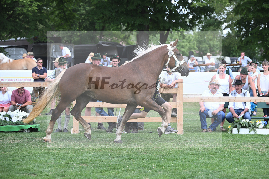 Kat-Nr. 33 Zara_Stadler_20230518 | hf-fotografie - Realisiert mit Pictrs.com