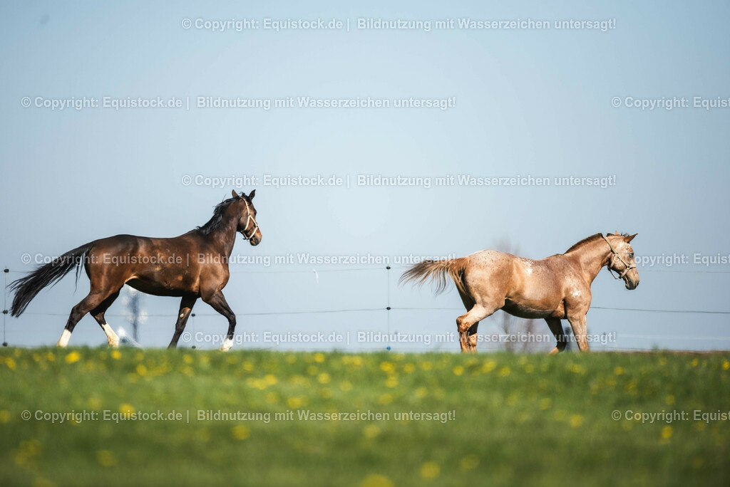 20210426_Pferd-auf-Koppel_0049 | equistock