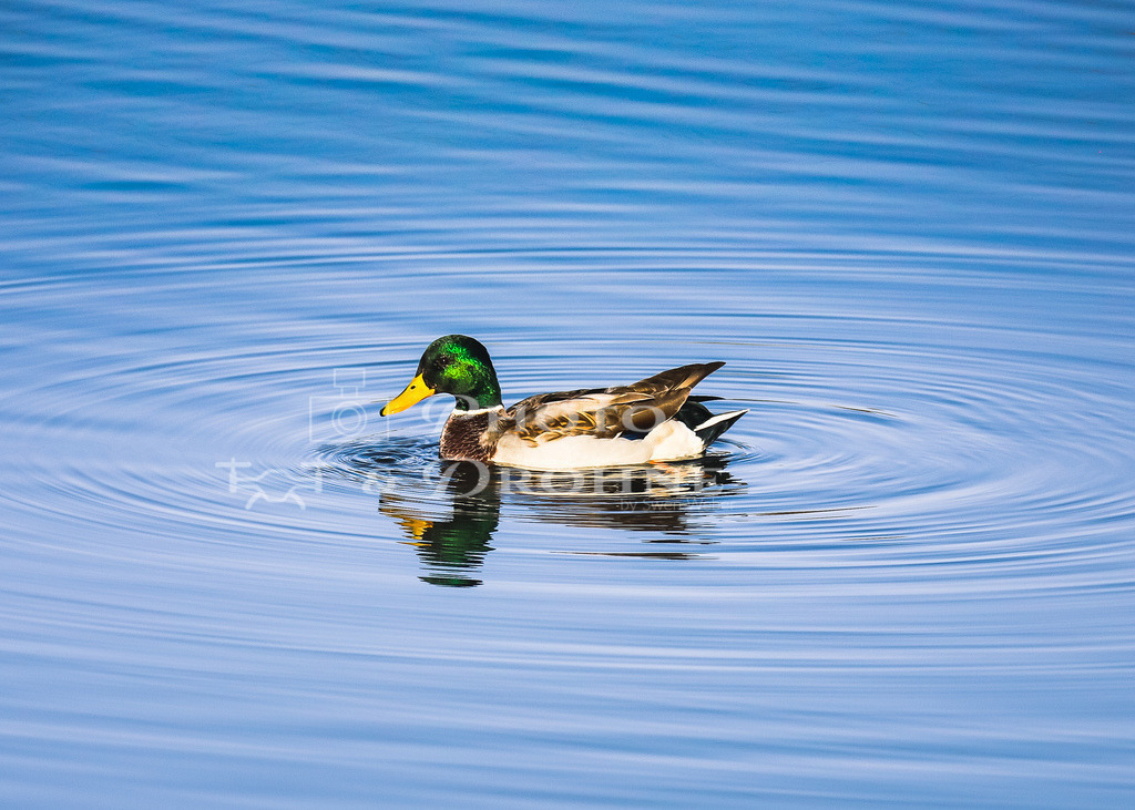 Ente Simmersee Simmern-3814 | Der Simmersee bei Simmern ist eigentlich nur ein kleiner Teich an dem ein paar Wasservögel ihre Nester haben. - Realisiert mit Pictrs.com