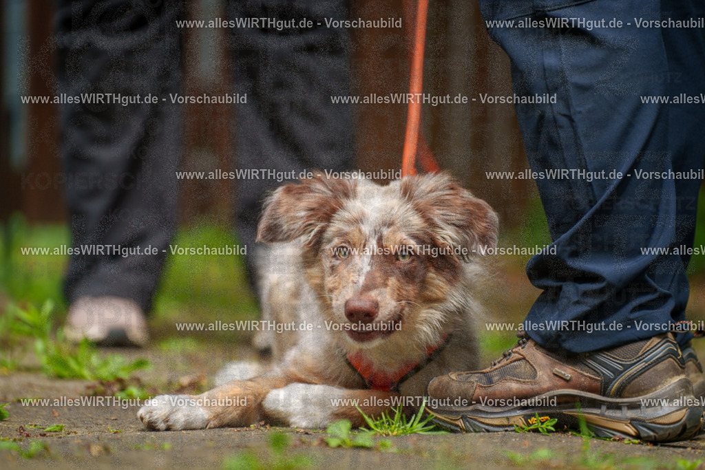 @allesWIRTHgut_Tierfotografie - www.allesWIRTHgut.de - 113926-7R508463 | Professionelle Tierfotografie in Mönchengladbach von Daniel Wirth (allesWIRTHgut). Liebevolle & natürliche Bilder von Hunden & Katzen für unvergessliche Erinnerungen.