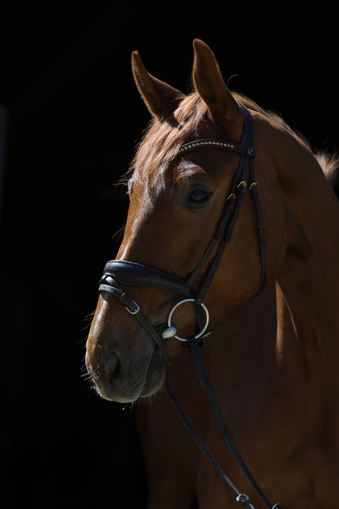 0P6A8746 | Willkommen bei Brunnmayr - Design & Fotografie – Ihrem Spezialisten für Reitturniere und Pferdeveranstaltungen in Oberösterreich, Salzburg und Bayern! Seit über 17 Jahren sind wir leidenschaftlich dabei.