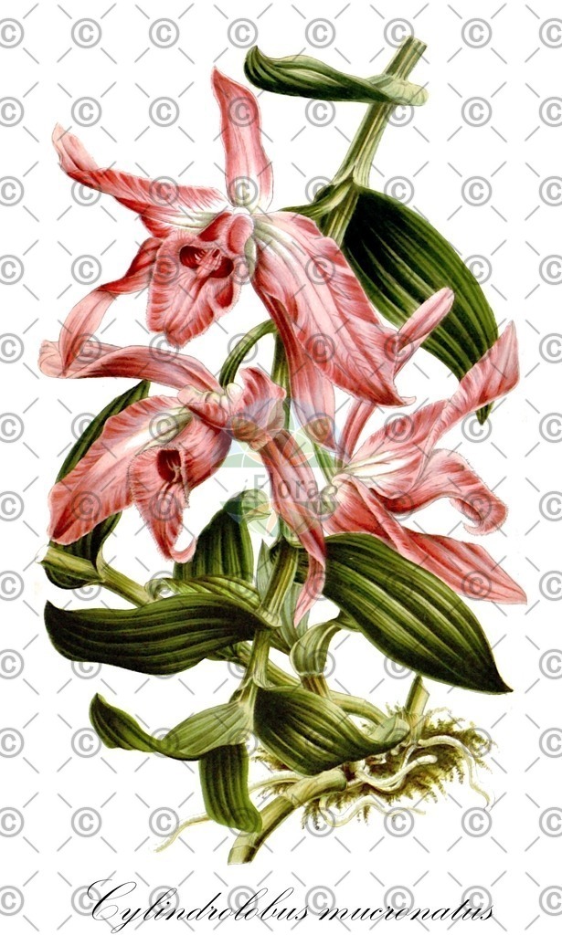 HistAbb_wfo-0000632390_1_ENZY_Simple | Historische Abbildung von Cylindrolobus mucronatus - Orchidaceae | Historical Illustration of Cylindrolobus mucronatus - Orchidaceae