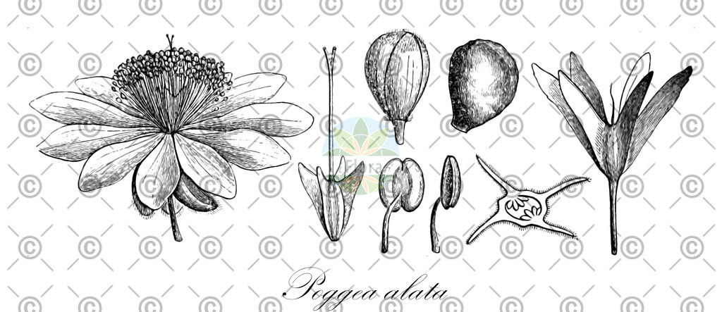 HistAbb_wfo-0000894422_1_ENZY_Simple | Historische Abbildung von Poggea alata - Achariaceae | Historical Illustration of Poggea alata - Achariaceae