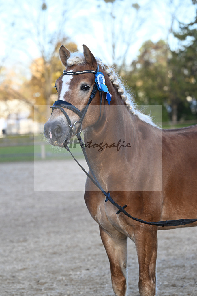 Kat-Nr. 5 Bonito-E v. Blitz-U_Gruber_43250881 | hf-fotografie - Realizzato con Pictrs.com