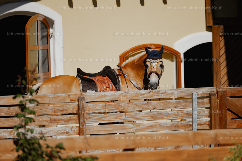 Tanesha5FHC2025-27222 | working equitationturnier fotograf videograf stoibphotography marixx film working equitation deutschland reitsport turnierfotografie eventfotografie equestrian events