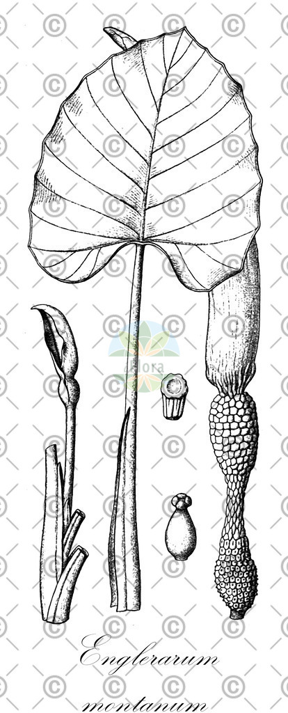 HistAbb_wfo-0000667967_1_ENZY_Simple | Historische Abbildung von Englerarum montanum - Araceae | Historical Illustration of Englerarum montanum - Araceae