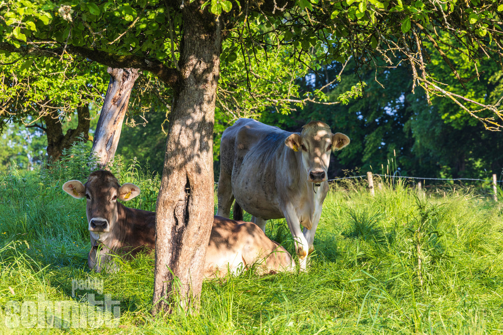 PS-Tiere-2026-63 | Entdecke die größte Bildgalerie der Region mit Fotografien aus dem Allgäu, der Bodenseeregion, Oberschwaben, dem Donautal und der Schwäbischen Alb. Landschaften, Luftaufnahmen und Reisefotografie als Wandbild und Fotokunst. - Realisiert mit Pictrs.com