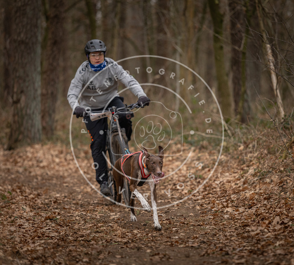 Pfotenfotografie_DV3A7084 | Hundefotografie, Tierfotograf, Pfotenfotografie, Fotoshooting Hund, Hunde Portrait, Hundesport, Hundeportraits, Heideshooting, Hunde, Sportfotograf, Hundefotograf, Turnierhundsport, THS,  - Realisiert mit Pictrs.com