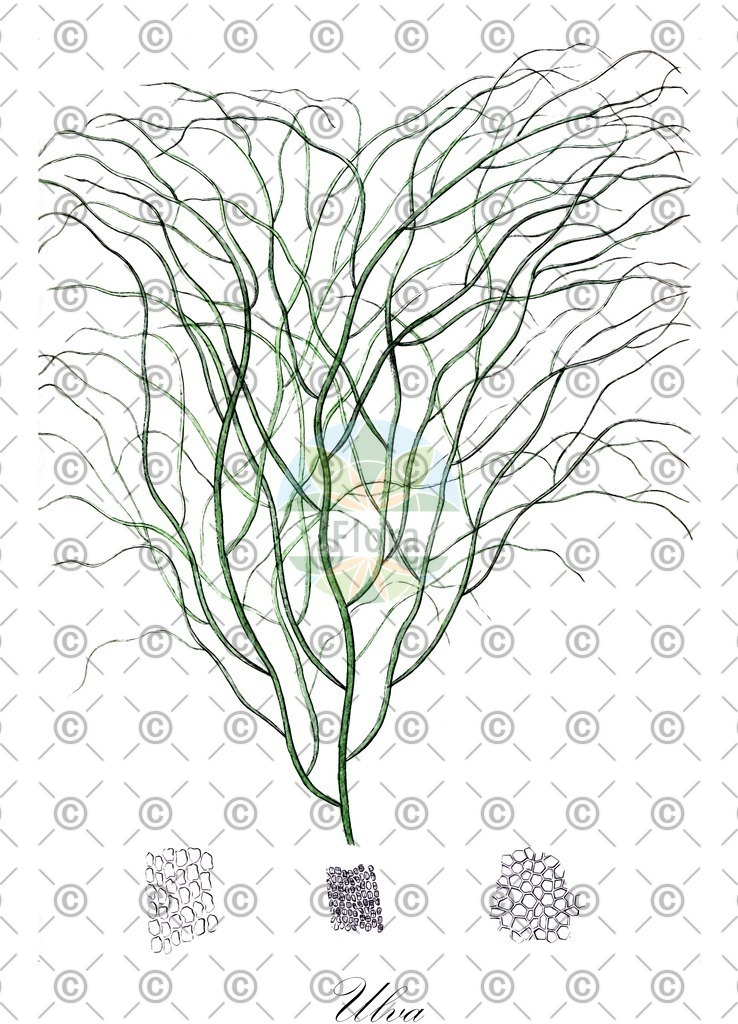 HistAbb_84Q9_3_ENZY_Simple | Historische Abbildung von Ulva - Ulvaceae (0) | Historical Illustration of Ulva - Ulvaceae (0)