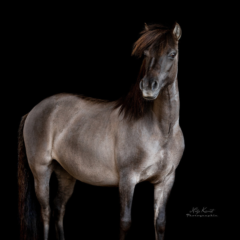 Web_Kienast_Nadja_8F6A8449_2 | Ich biete Ihnen einzigartige und individuelle Fotoshootings mit Ihren Tieren.
In individuellen Coachings lernen Sie, wie sie von Ihrem Pferd, Ihrer Katze, Ihrem Hund oder einfach Ihrem persönlichen Lieblingstier eindrucksvolle Fotos machen können.