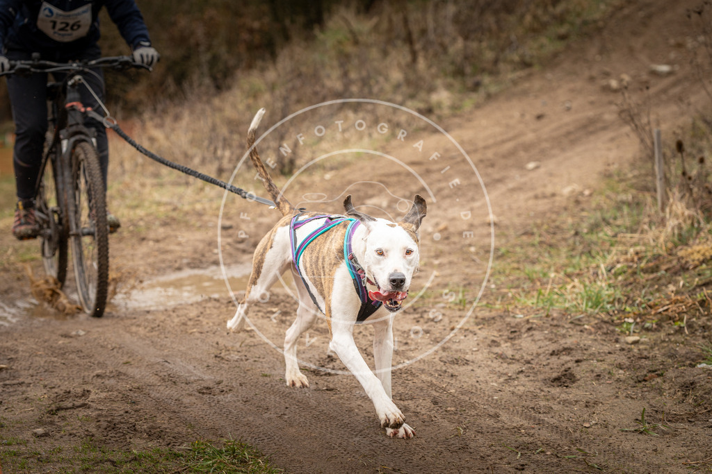 DV3A1678 | Hundefotografie, Tierfotograf, Pfotenfotografie, Fotoshooting Hund, Hunde Portrait, Hundesport, Hundeportraits, Heideshooting, Hunde, Sportfotograf, Hundefotograf, Turnierhundsport, THS,  - Realisiert mit Pictrs.com