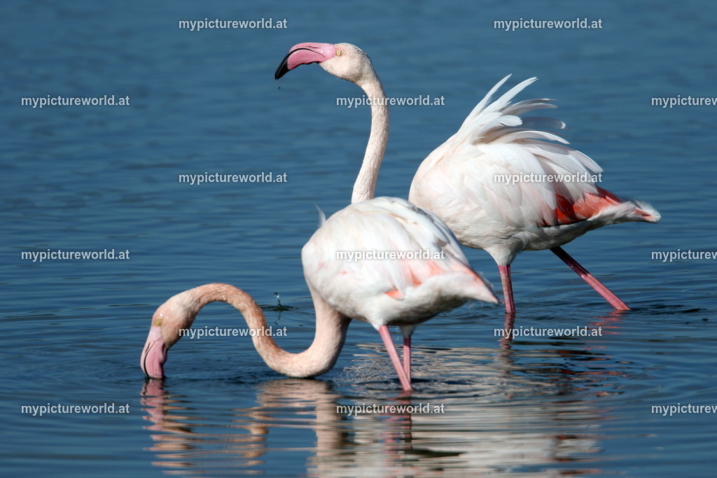 Rosaflamingo-075 | Das Bilderarchiv über Tiere, Planzen und Landschaften. In der Bilddatenbank finden Sie ein große Auswahl an hochwertigen Bilder für Ihre Werbung - Realisiert mit Pictrs.com