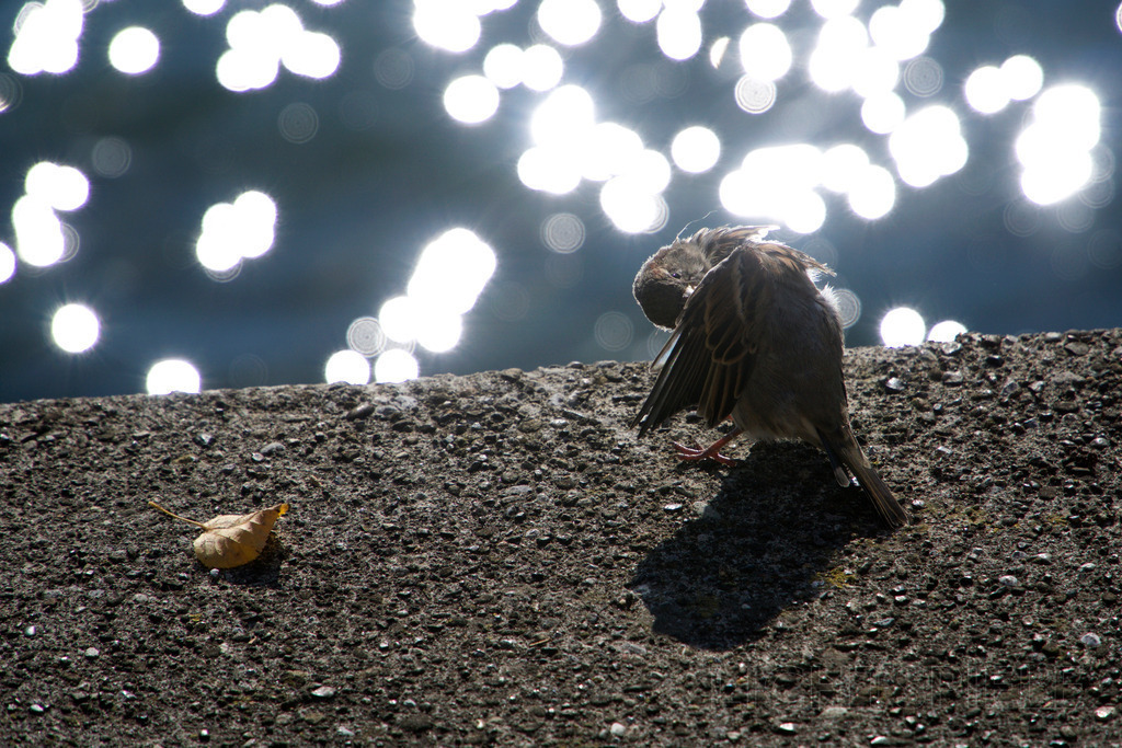 Fürsorge | Vogel putzt sein Gefieder - Realisiert mit Pictrs.com