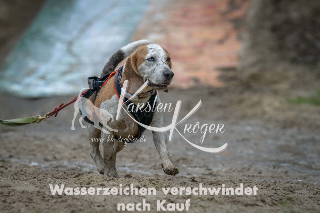 1605_ZZ90271-Bearbeitet | kk-dogfotos