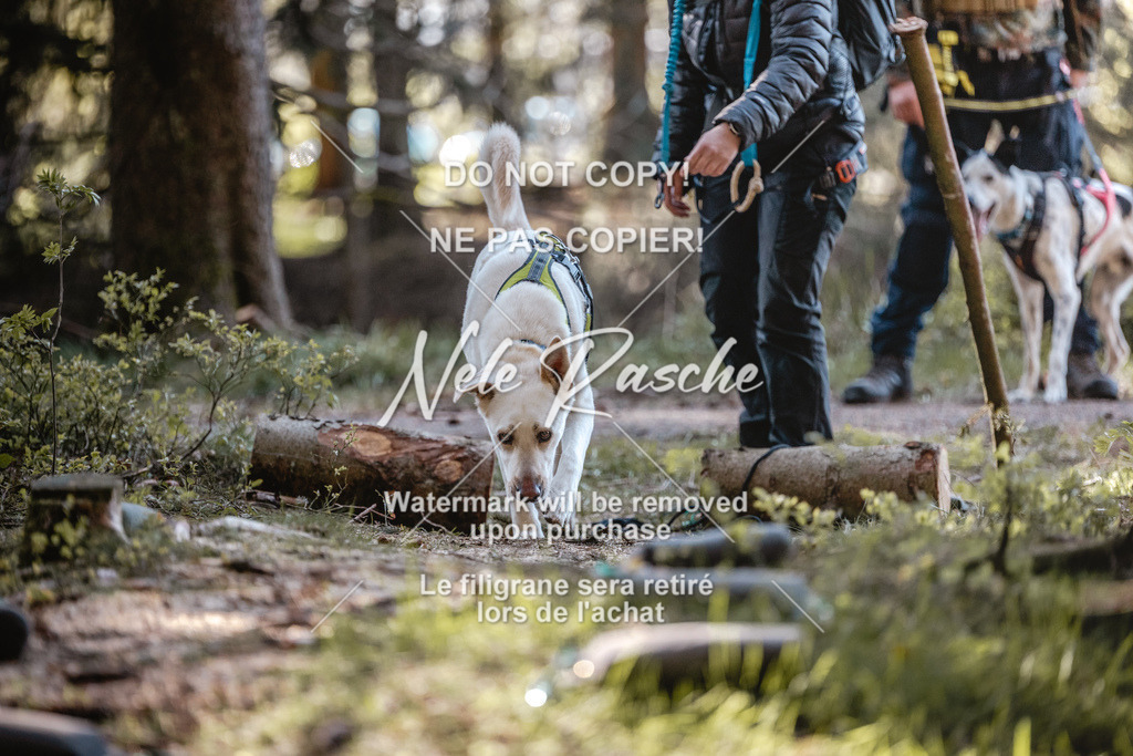 6Z1A0741 | nelerasche