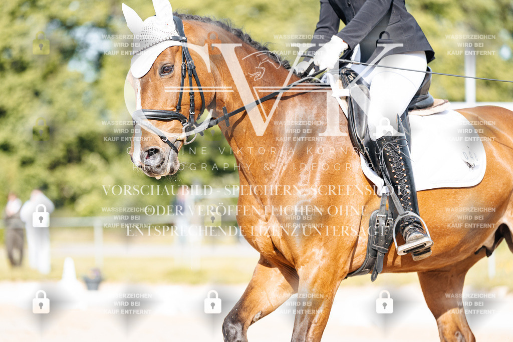 CK900013 | Turnierfotografie Pferdefotografie Trier Rheinland-Pfalz Pferdesport Reitsport Tierfotografie Sportfotografie Pferdevideo Pferdevideografie Equestrianvideography equestrianphotography  - Realisiert mit Pictrs.com