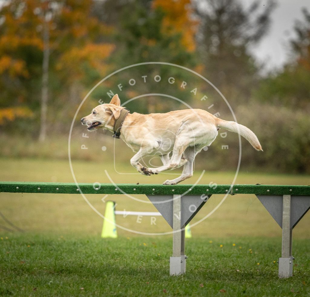 Pfotenfotografie_DV3A0353 | Hundefotografie, Tierfotograf, Pfotenfotografie, Fotoshooting Hund, Hunde Portrait, Hundesport, Hundeportraits, Heideshooting, Hunde, Sportfotograf, Hundefotograf, Turnierhundsport, THS,  - Realisiert mit Pictrs.com