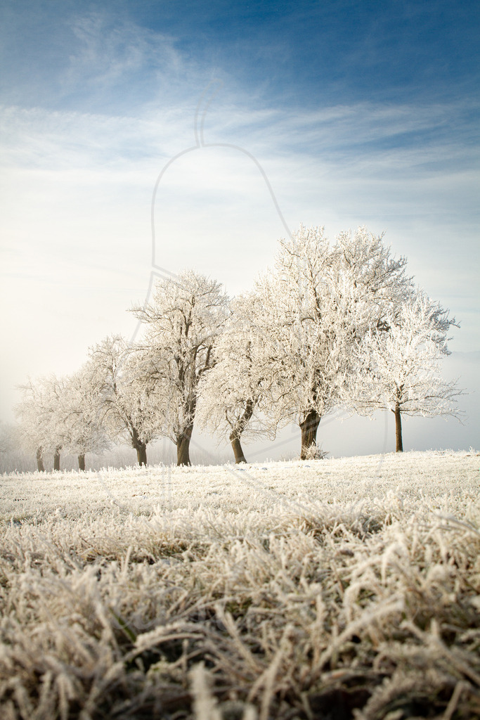 Frostige Birnbäume Mostviertel | Bei Veröffentlichung des Bildes ist eine Namensnennung wie folgt erforderlich: 
Foto: Mostdirn Irmgard Wieser - Realisiert mit Pictrs.com