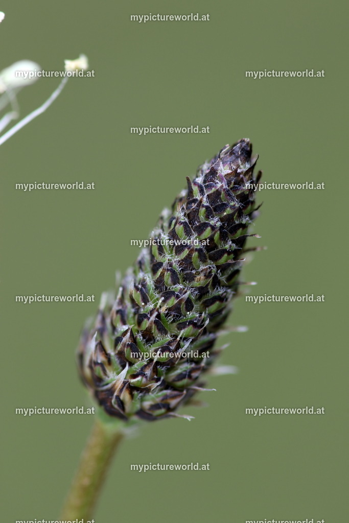 Spitzwegerich-003 | Das Bilderarchiv über Tiere, Planzen und Landschaften. In der Bilddatenbank finden Sie ein große Auswahl an hochwertigen Bilder für Ihre Werbung - Realisiert mit Pictrs.com