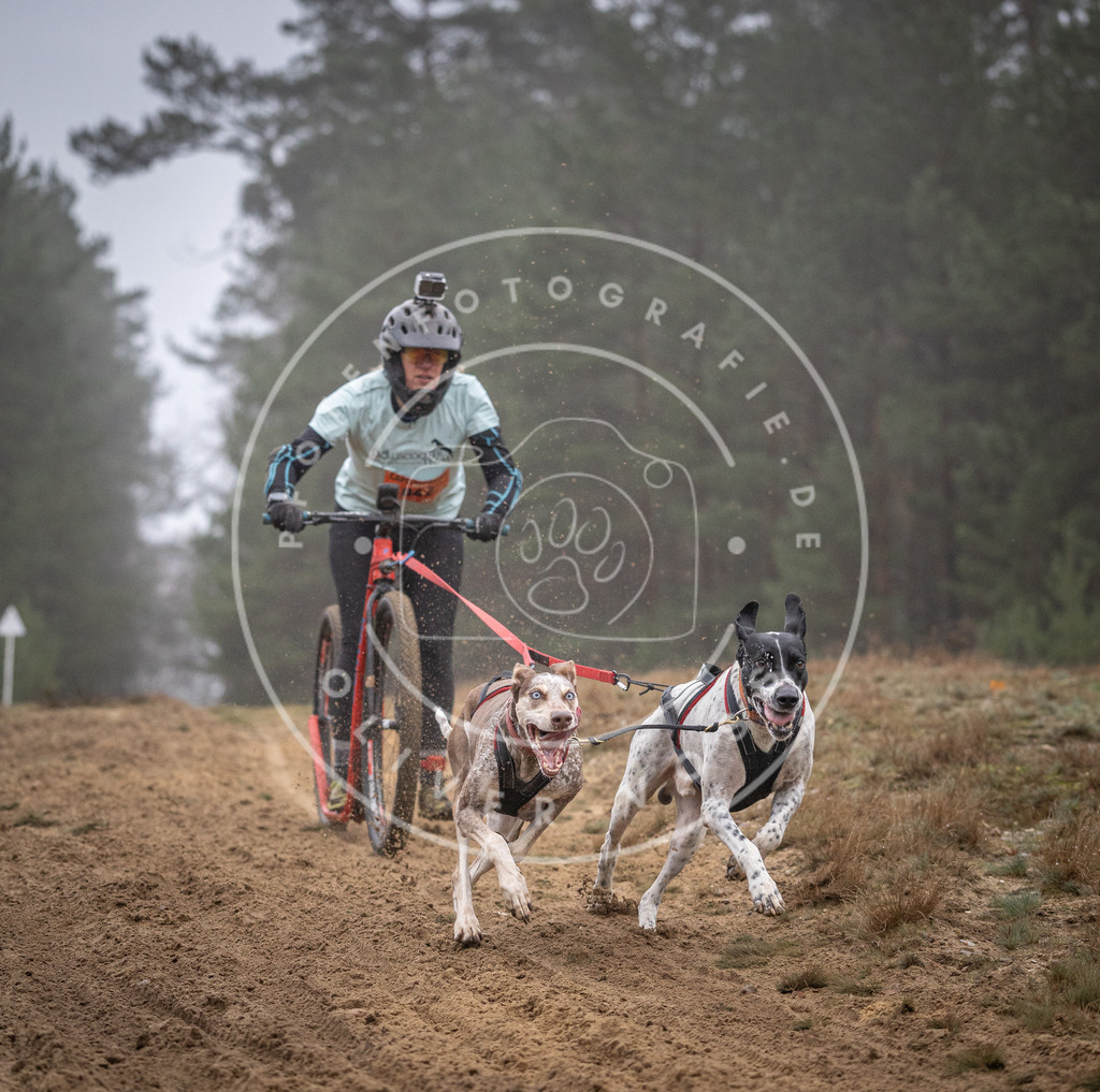 Pfotenfotografie_DV3A0957 | Hundefotografie, Tierfotograf, Pfotenfotografie, Fotoshooting Hund, Hunde Portrait, Hundesport, Hundeportraits, Heideshooting, Hunde, Sportfotograf, Hundefotograf, Turnierhundsport, THS,  - Realisiert mit Pictrs.com