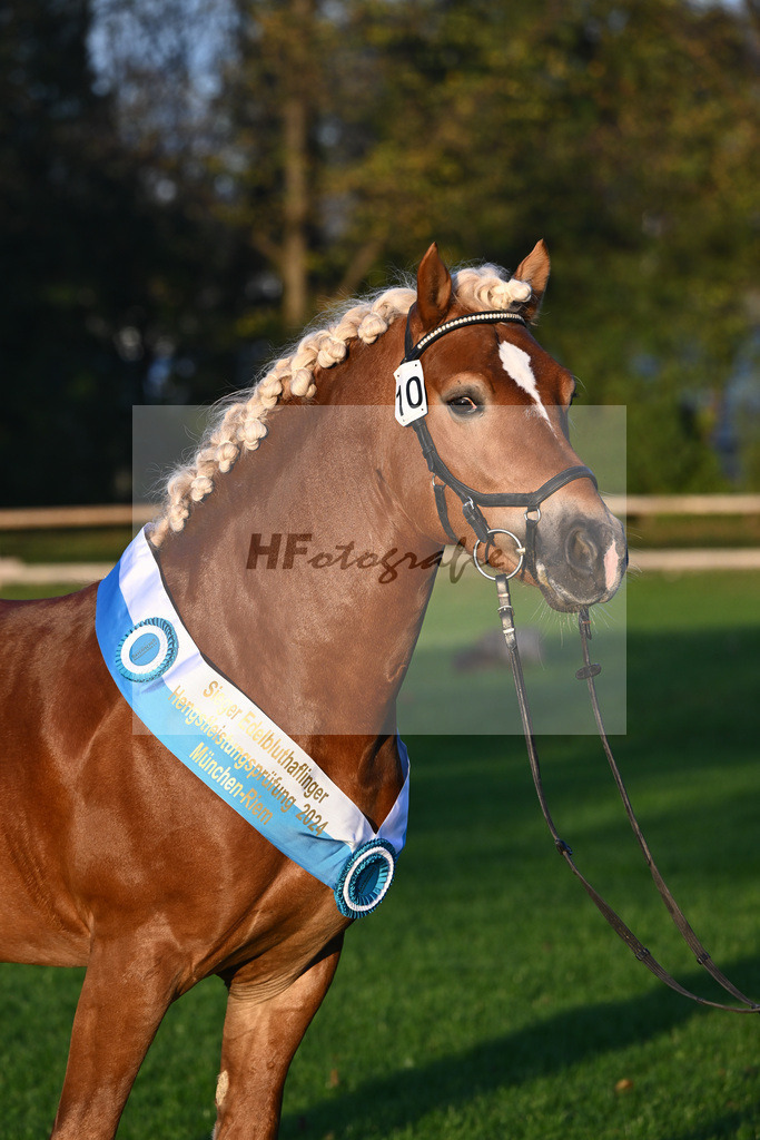 Kat-Nr. 10 Napoleon Bonaparte_Blum_44241233 | hf-fotografie - Realisiert mit Pictrs.com