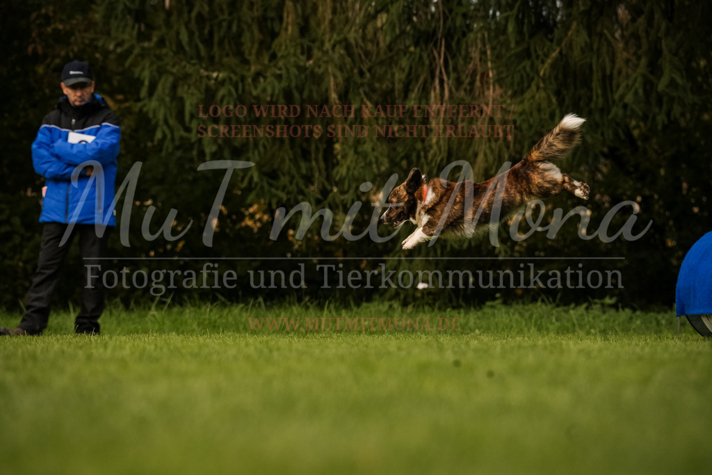 20251005_THS_Turnier-663 | MuT (Mensch und Tier) mit Mona - Fotografie und Tierkommunikation - Realisiert mit Pictrs.com