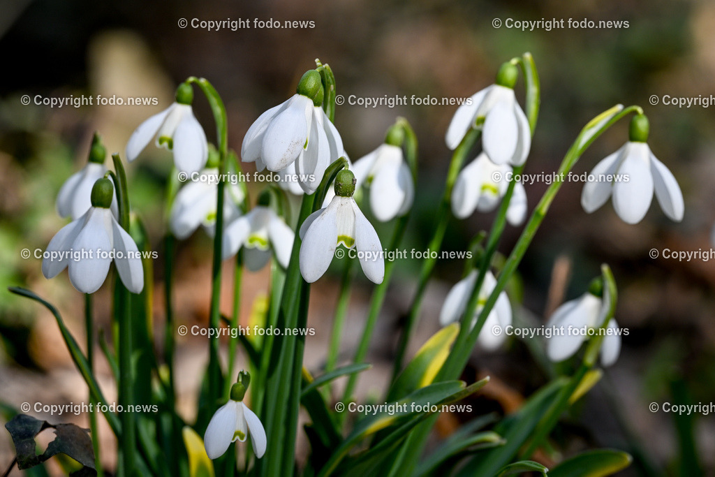 Fruehling_ Blumen_ Fruelingsboten_ 05.03.2025-34 | 05.03.2025, Linz, AUT, Fruehling, Blumen, Fruehlingsboten, im Bild Frühling, Blumen, Frühlingsboten, Fruehling, Fruelingsboten, Schneeglöckerl, Schneegloeckerl, Schneeglöckchen, Schneegloeckchen,  Blütenpflanze, Vorfrühling