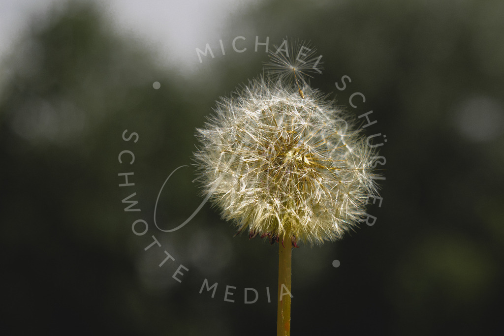 2022-05-13 Pusteblume Mohnblume - 003 | Pusteblume - Realisiert mit Pictrs.com