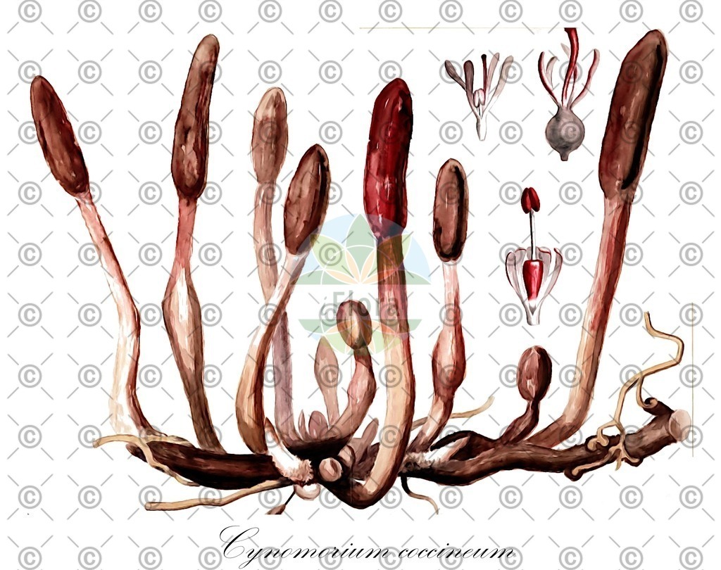 HistAbb_wfo-0000934892_1_ENZY_Simple | Historische Abbildung von Cynomorium coccineum - Cynomoriaceae | Historical Illustration of Cynomorium coccineum - Cynomoriaceae