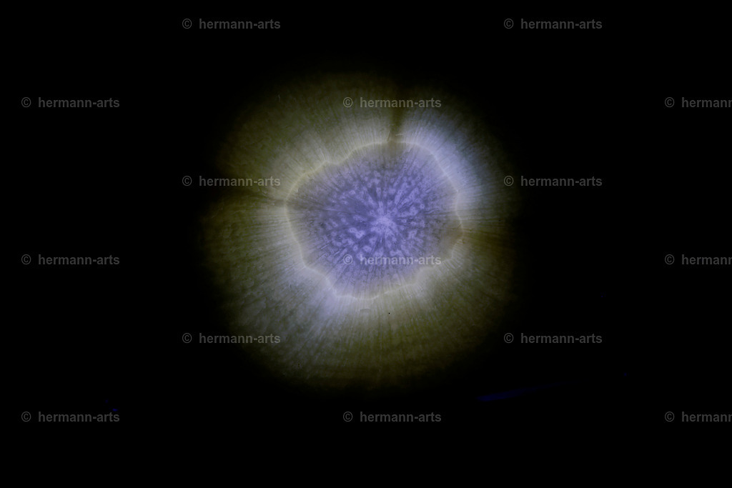 Fruits-Art-035 | Photo Foto Kunst Art schwarzweiss Bilder Rheine Münster Berlin Blumen 