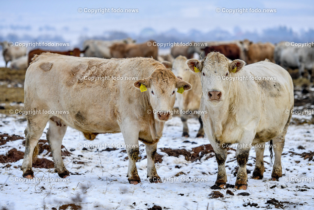 Hrabusice_ Podlesok_ SVK_ 31.12.2021-11 | 31.12.2021, Hrabusice, Podlesok, SVK, Rinder, Kuehe, im Bild Charolais Rinderherde auf einen Bauernhof in der Slowakei, Kuehe, Kühe, Rinder, Rinderrasse, Vieh, Fleischproduktion, Weide, Heu, Bauernhof// Charolais cattle herd on a farm in Slovakia, cows, cows, cattle, cattle breed, meat production, pasture, hay, farm, ranch