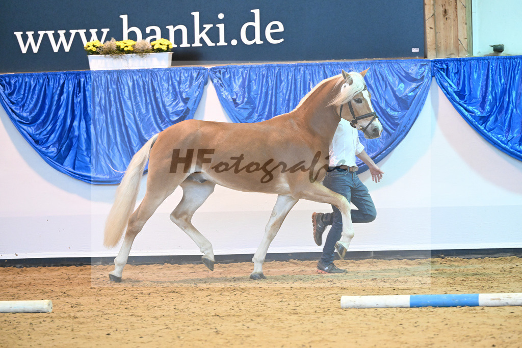 Kat-Nr. 9 Wilson P v. Wegas_Bleicher_60220674 | hf-fotografie - Realisiert mit Pictrs.com