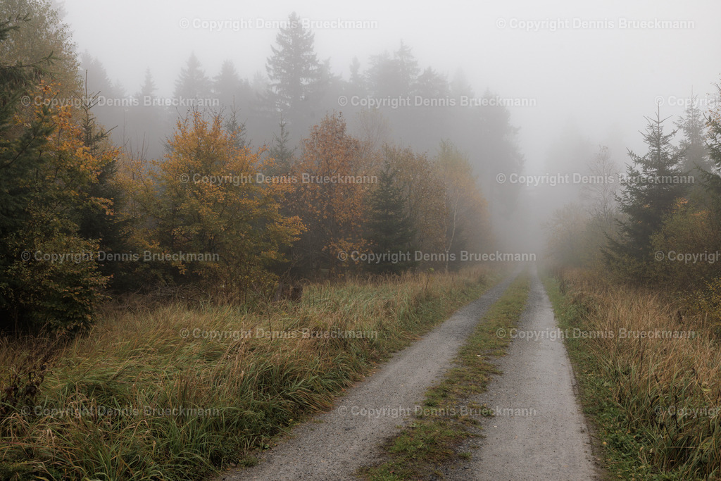 Im roten Moor | Dennis-Brueckmann-Fotografie - Realisiert mit Pictrs.com