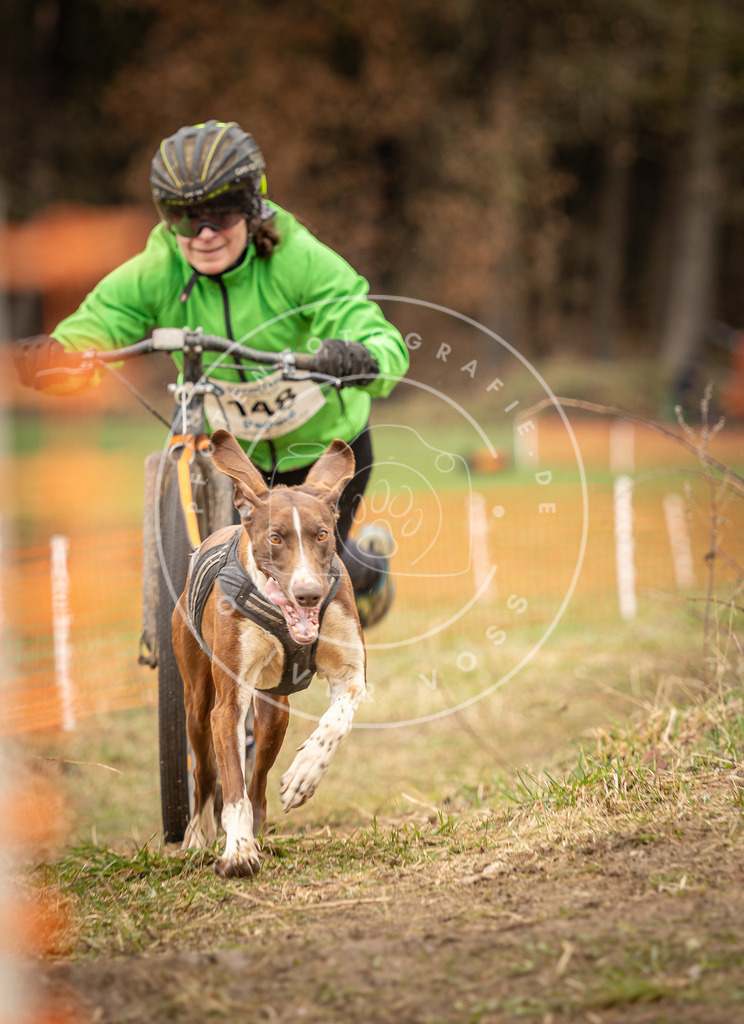 DV3A1593 | Hundefotografie, Tierfotograf, Pfotenfotografie, Fotoshooting Hund, Hunde Portrait, Hundesport, Hundeportraits, Heideshooting, Hunde, Sportfotograf, Hundefotograf, Turnierhundsport, THS,  - Realisiert mit Pictrs.com