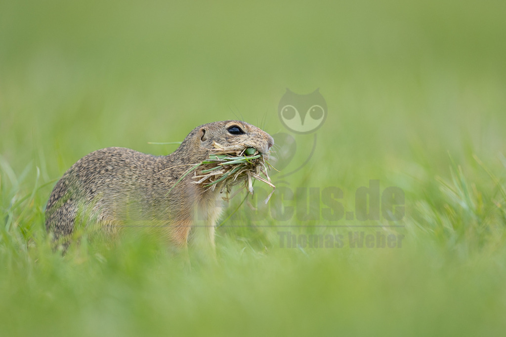 R6M39757_20260521 | Ein Europäisches Ziesel (Spermophilus citellus) steht in einer weitläufigen grünen Wiese und trägt eine große Menge Gras und Pflanzenmaterial in seinem Maul, was auf Nestbauaktivitäten hindeutet. Das Tier ist im Profil zu sehen, mit einem scharfen Fokus auf das Ziesel und das Gras, während der Hintergrund in einem weichen Grün unscharf ist. - Realisiert mit Pictrs.com
