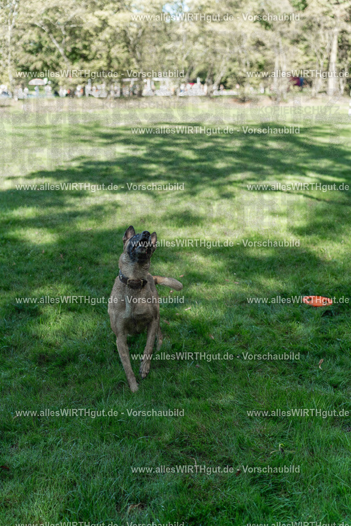 Hundeschwimmen_Volksbad_2026-allesWIRTHgut_Tierfotografie-2609061148-105817-7R509938 | Professionelle Tierfotografie in Mönchengladbach von Daniel Wirth (allesWIRTHgut). Liebevolle & natürliche Bilder von Hunden & Katzen für unvergessliche Erinnerungen.