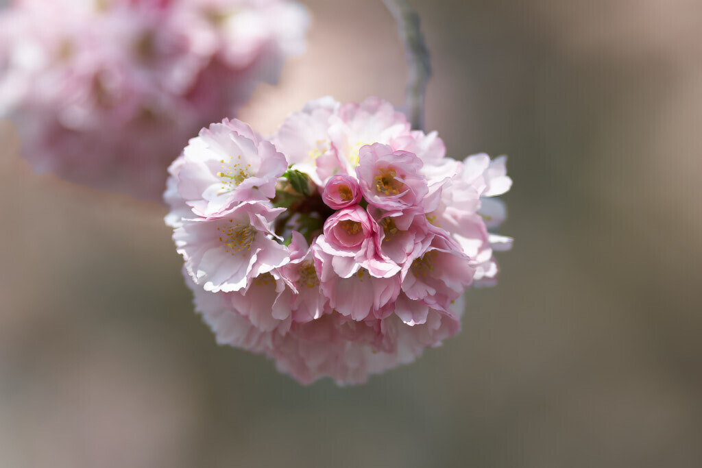 Frühlingserwachen 1 | Die Blüten einer japanischen Kirsche sind bereits voll erblühlt, bevor der Baum seine ersten Blätter bekommt. - Realisiert mit Pictrs.com
