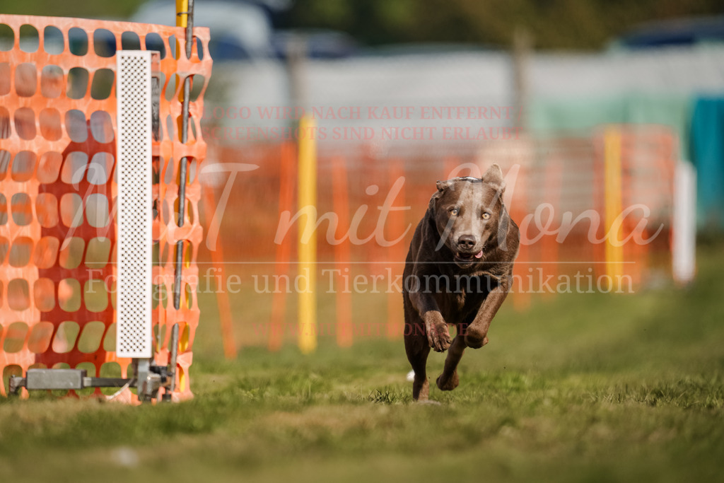 20250928_Hunderennen-402 | MuT (Mensch und Tier) mit Mona - Fotografie und Tierkommunikation - Realisiert mit Pictrs.com