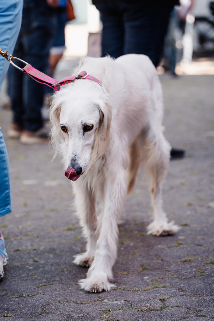 20260426-112 | MuT (Mensch und Tier) mit Mona - Fotografie und Tierkommunikation - Realisiert mit Pictrs.com
