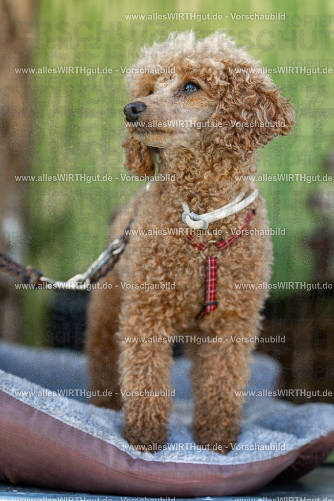 Hundeschwimmen_Volksbad_2026-allesWIRTHgut_Tierfotografie-2609061112-102212-7R509524 | Professionelle Tierfotografie in Mönchengladbach von Daniel Wirth (allesWIRTHgut). Liebevolle & natürliche Bilder von Hunden & Katzen für unvergessliche Erinnerungen.