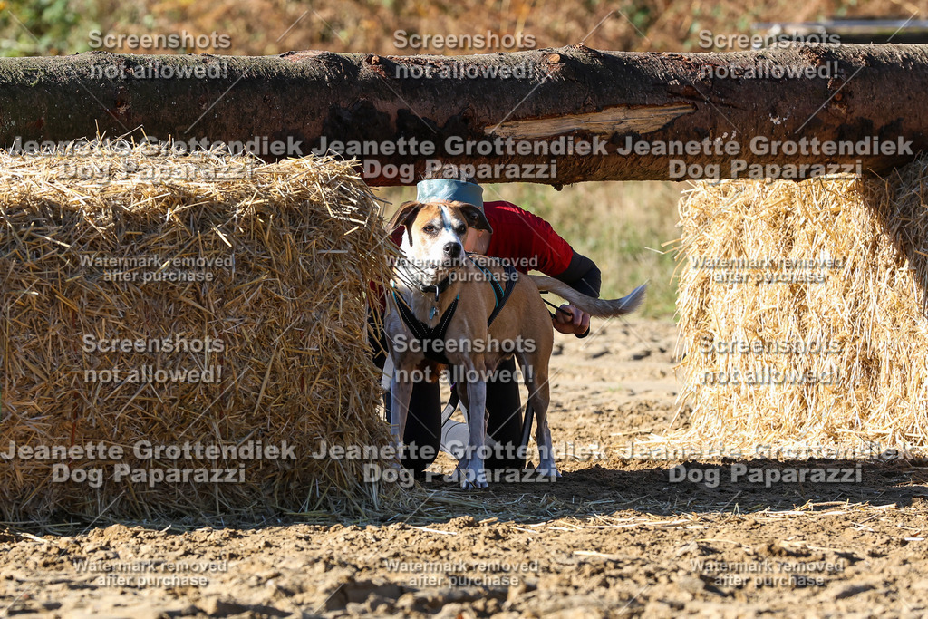 Dog Paparazzi - Strongdog 10-25-2222 | Dog Paparazzi Jeanette Grottendiek Fotografie & Videografie - Realisiert mit Pictrs.com