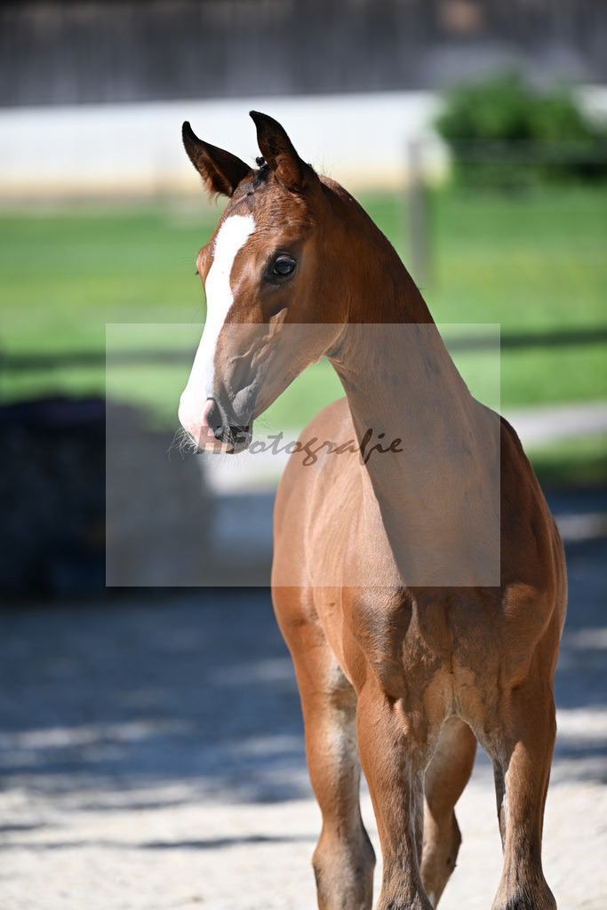 Kat-Nr. 7 Fuerst Grandios x Diamond Hit_HF_Hirschinger_26250090 | hf-fotografie - Realisiert mit Pictrs.com