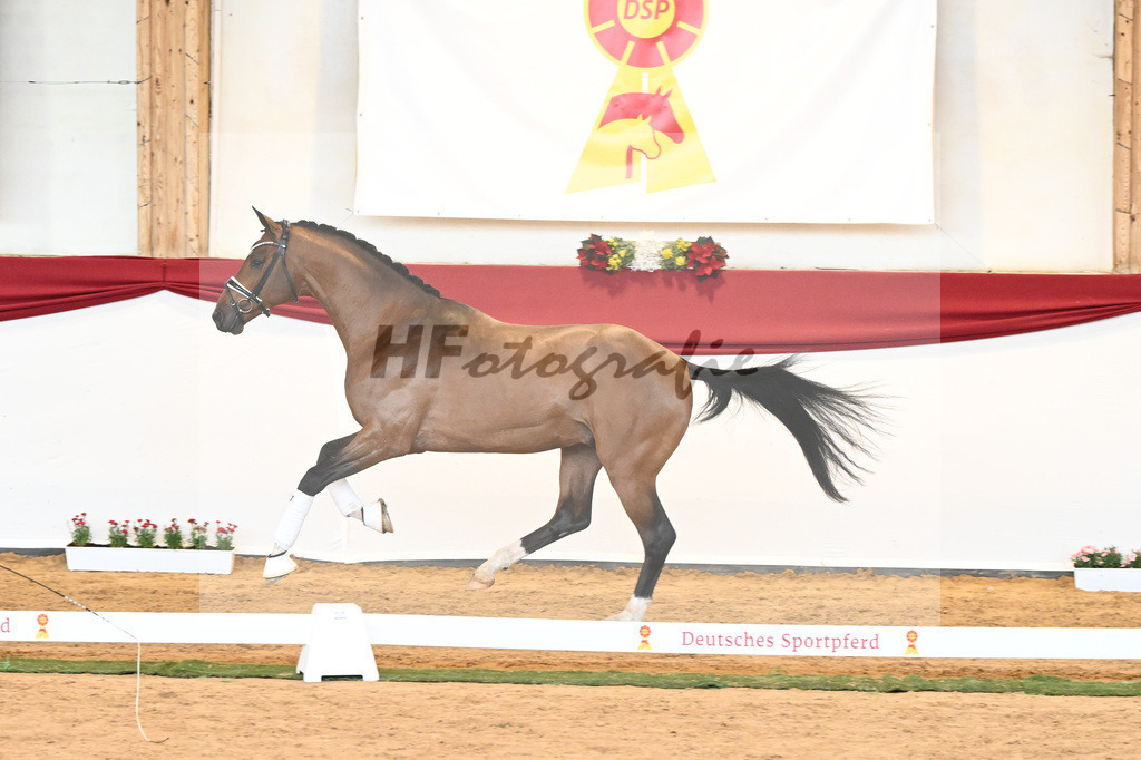 Kat-Nr. 58 Vitalis x Quaterback_Molcan_43230896 | hf-fotografie - Realisiert mit Pictrs.com