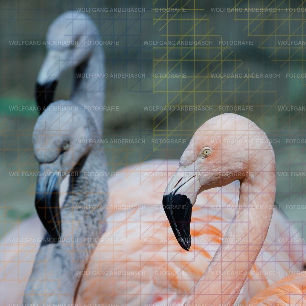 2026414-122027Zoo_Frankfurt100L0719_finish | Im Zoo Frankfurt zeigt sich genau das: kleine Momente, echte Begegnungen, ungefilterte Emotion. - Realisiert mit Pictrs.com