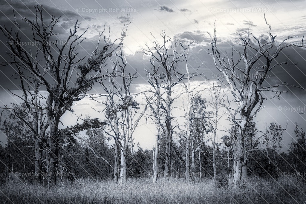 1D3A6427 | Rolf Wittke  - Realisiert mit Pictrs.com