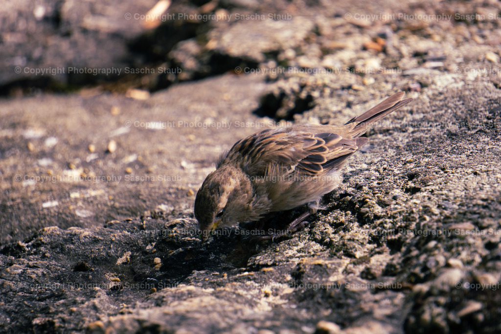 Spatz | Willkommen im Shop von Photography Sascha Staub. Hier findest du alle Fotos und Medieninhalten von Sascha Staub. In diesem Shop kannst du Lizenzen zu den Fotos, Drucke und Gutscheine für den Shop erwerben.  - Realisiert mit Pictrs.com