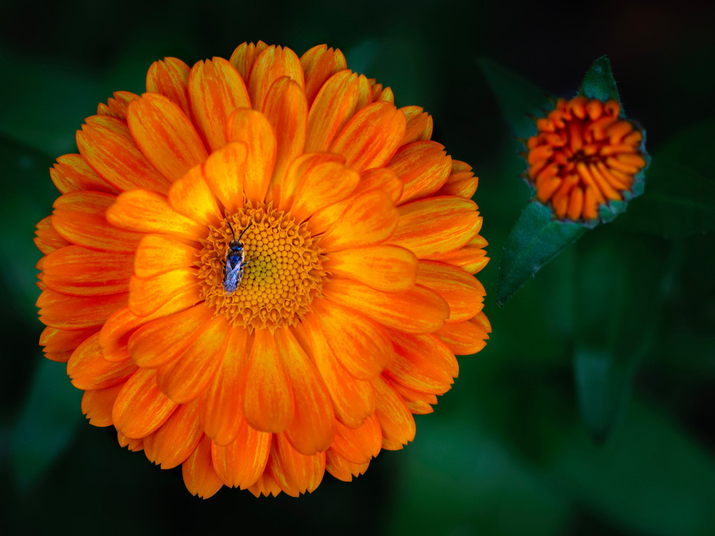 DSC_3343 | kaefersammler_roy - Realisiert mit Pictrs.com