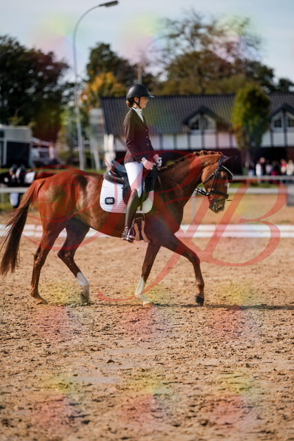 2026_10_03_Siefer-Hof_132840_Z63_89591282 | Professionelle Reitsport-, Turnier- und Eventfotografie von Robert Broda. Galerien mit ausgewählten und bearbeiteten Bildern direkt online ansehen und bestellen.