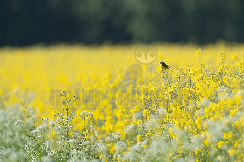 R6M38993_20260508 | Ein männlicher Singvogel, eine Schafstelze (Motacilla flava), sitzt aufrecht auf einem Stängel in einem weitläufigen, leuchtend gelben Rapsfeld. Der Vogel ist überwiegend gelb gefärbt mit einem graublauen Kopf. Im Vordergrund sind einige weiße Blüten zu sehen, die einen Kontrast zum Gelb des Rapsfeldes bilden. Der Hintergrund ist unscharf und zeigt weitere gelbe Rapsblüten sowie einen dunklen Bereich, der auf Bäume oder Büsche in der Ferne hindeutet. Die Szene strahlt eine frühlingshafte Atmosphäre aus. - Realisiert mit Pictrs.com